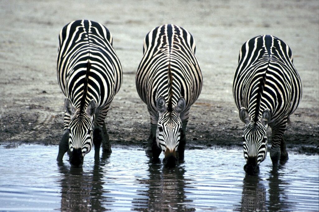zebras-606867_1920